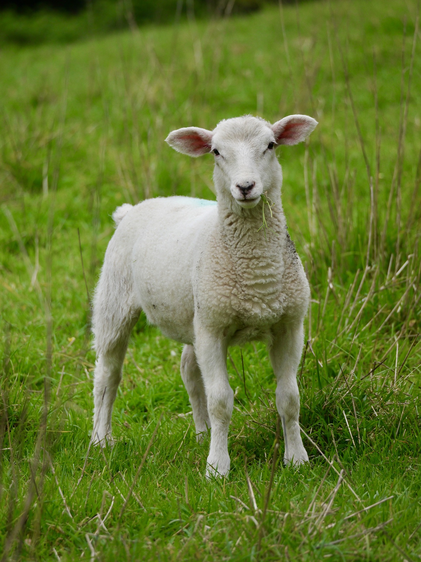 Essential Guide to Grass Farming and Soil Management – Anything Agriculture