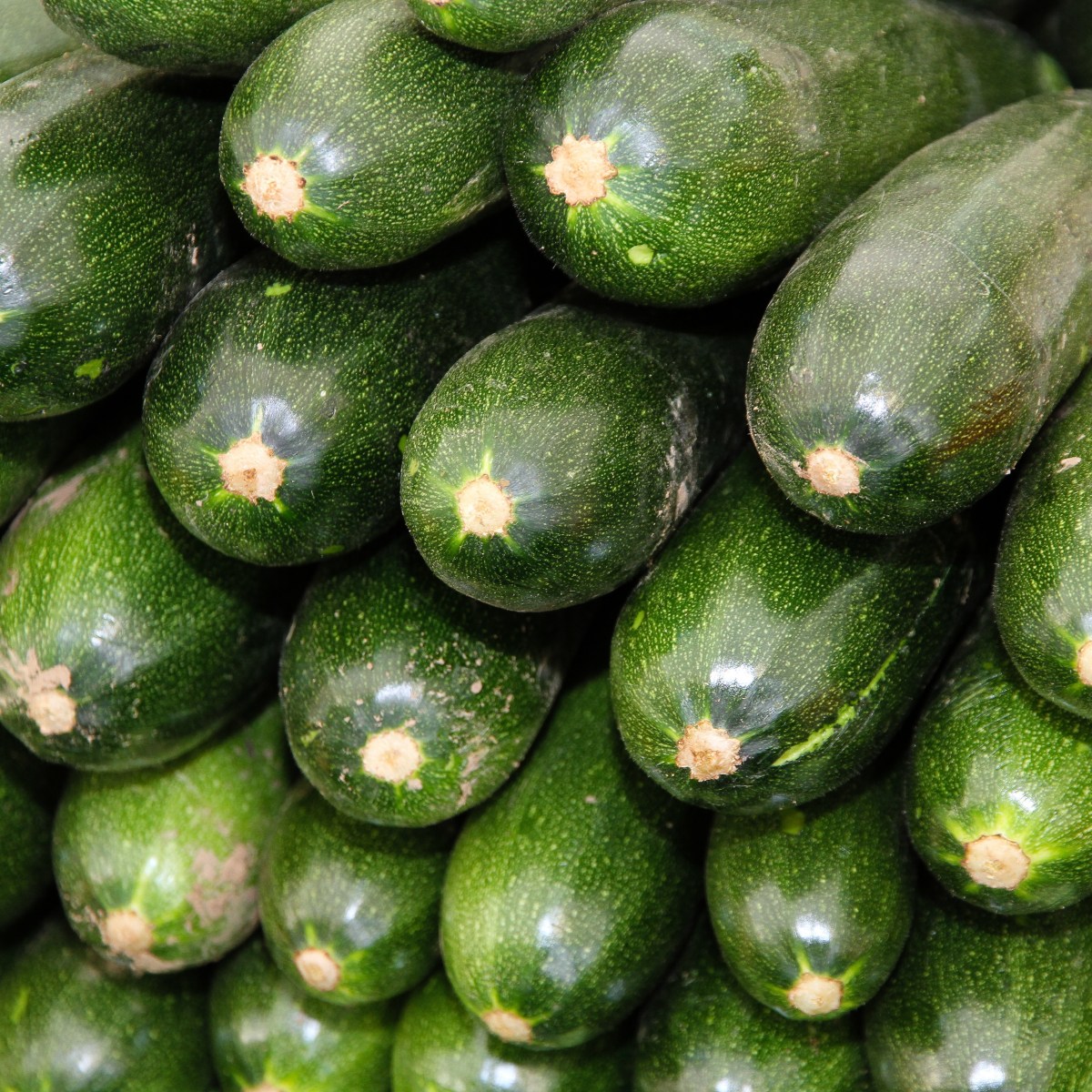 Zucchini Overlords and Other Lessons in Abundance 