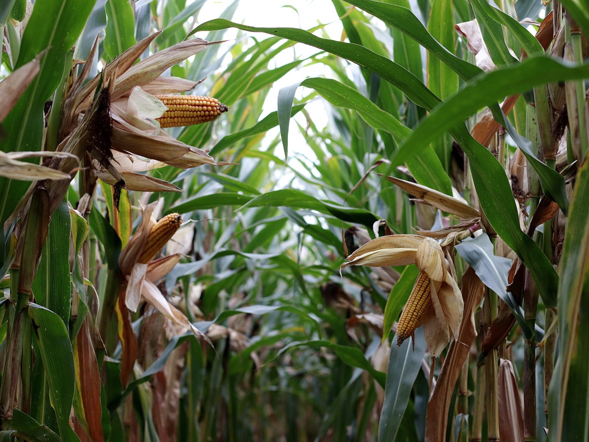 Planting the Empire: A Rage Garden War Journal on Growing Sweet&nbsp;Corn