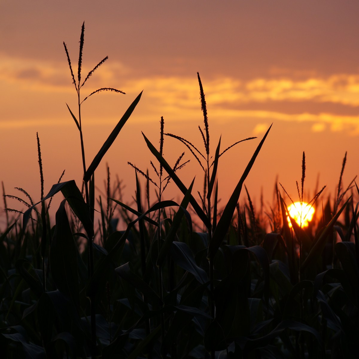 The Religious Experience of Indiana Sweet&nbsp;Corn