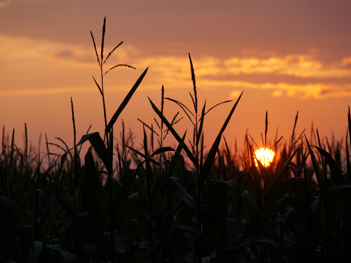 The Religious Experience of Indiana Sweet&nbsp;Corn